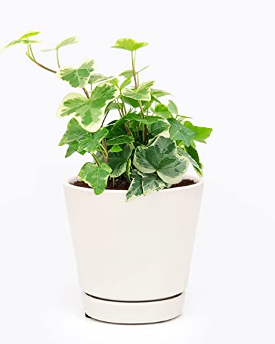 English Ivy Kolibre