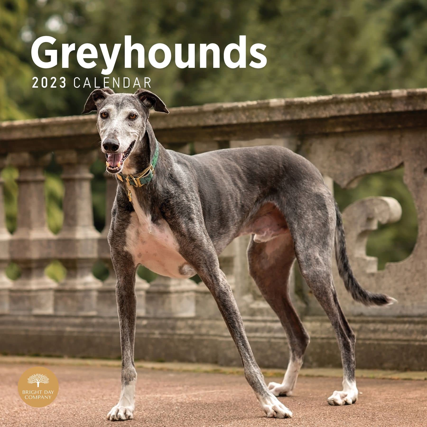 2023 Greyhounds Wall Calendar by Bright Day - 12x12 Inch Large Monthly Planner for Dog Lovers | Perfect for Home, Office, Gift Giving & Pet Lover Decor