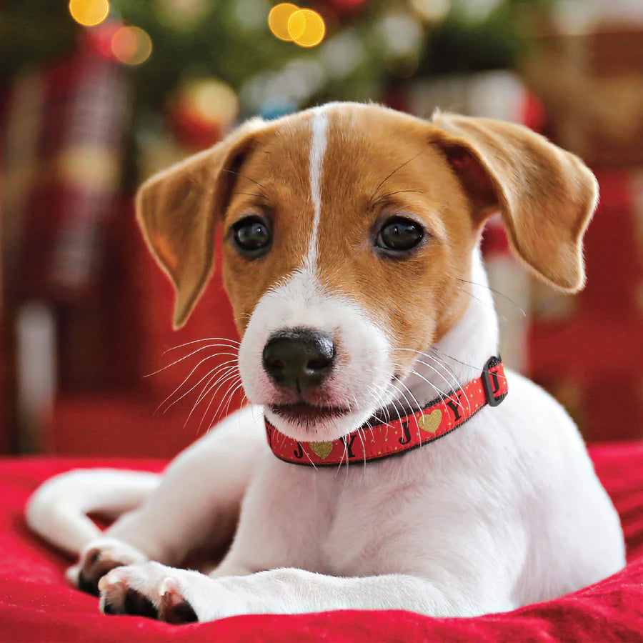 Collar Joy - Stylish and Comfortable Dog Collars for Small, Medium & Large Breeds | Perfect for Walks, Training & Everyday Use