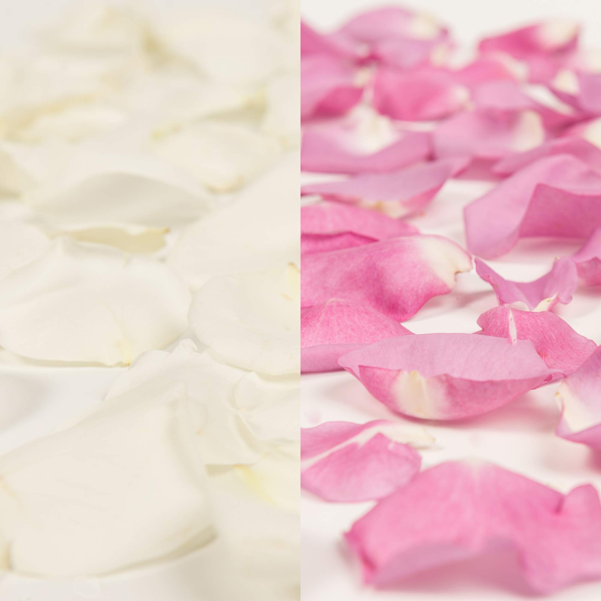 Premium White & Lavender Rose Petals - 3000 Count Bulk for Wedding Decor, Romantic Events, Spa Treatments & DIY Crafts