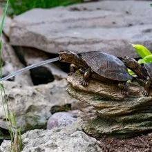 Double Turtle on Log Spitter - Handmade Wooden Figurine for Home Decor, Gifts, and Collectibles - Perfect for Shelf Displays, Office Desk, and Nature-Themed Decorations