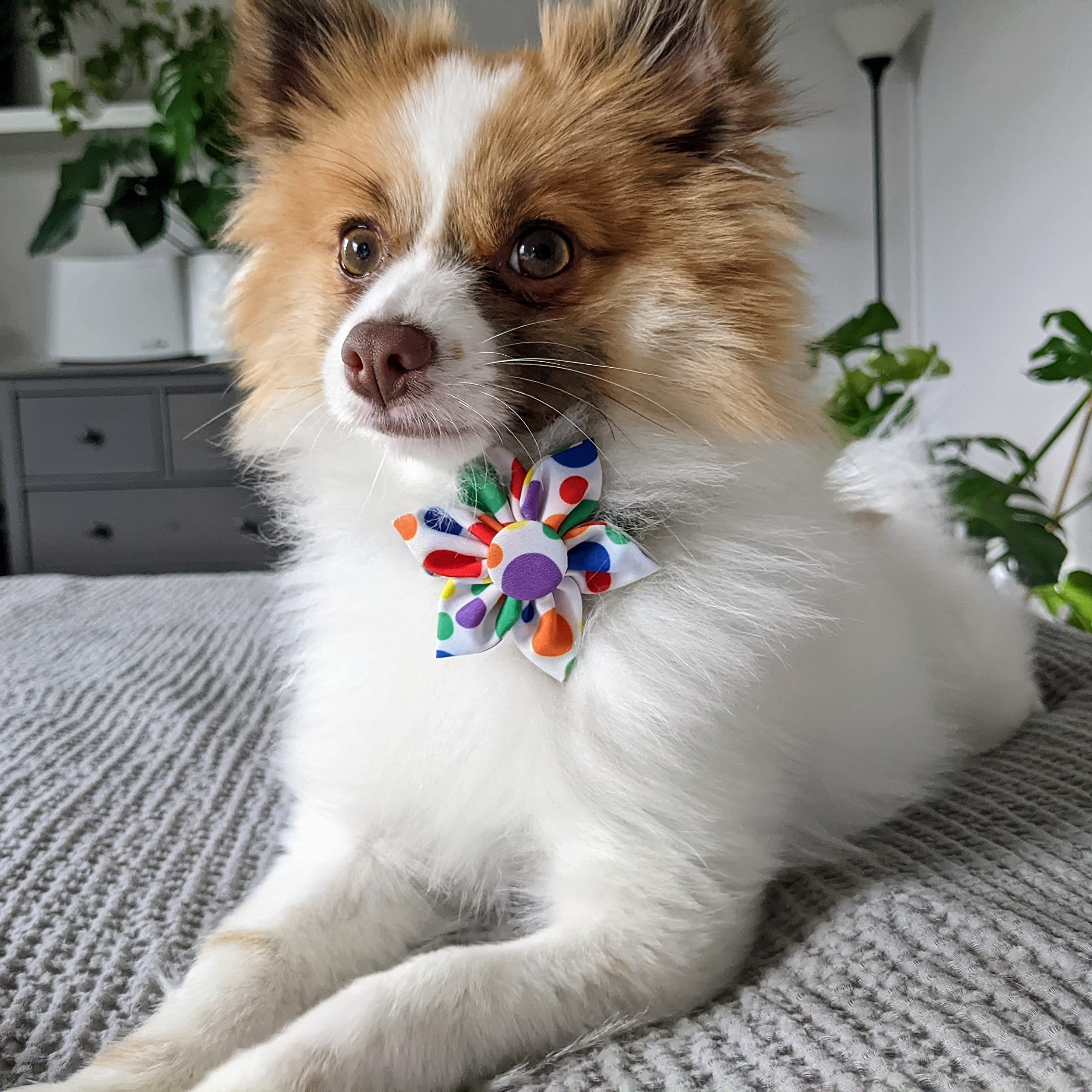 Huxley & Kent Pet Pinwheel Collar Accessory for Dogs & Cats - Cute & Comfortable Bow Collar Attachment - Perfect for Birthdays, Parties & Special Occasions