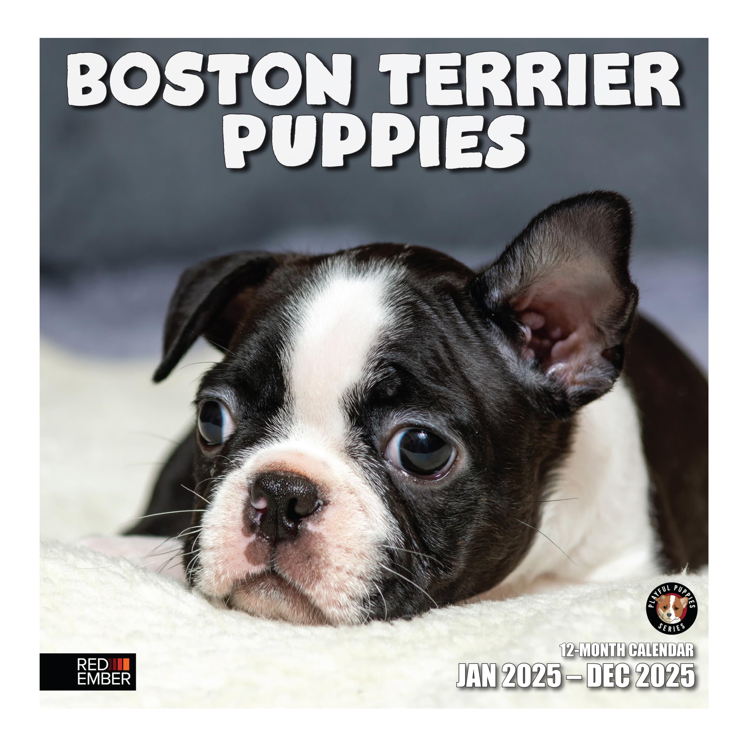 RED EMBER Boston Terrier Puppies 2025 Wall Calendar - 12 Month Large 12x24 Inch with Thick Sturdy Paper - Perfect Gift for Dog Lovers, Home & Office Decor