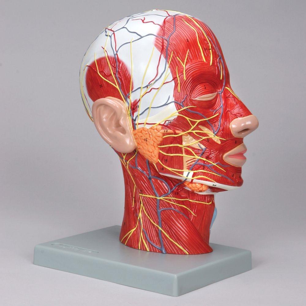Half Head Anatomy Model with Muscles, Blood Vessels & Nerves - Medical Student Study Tool, Classroom Demonstration, or Doctor's Office Display