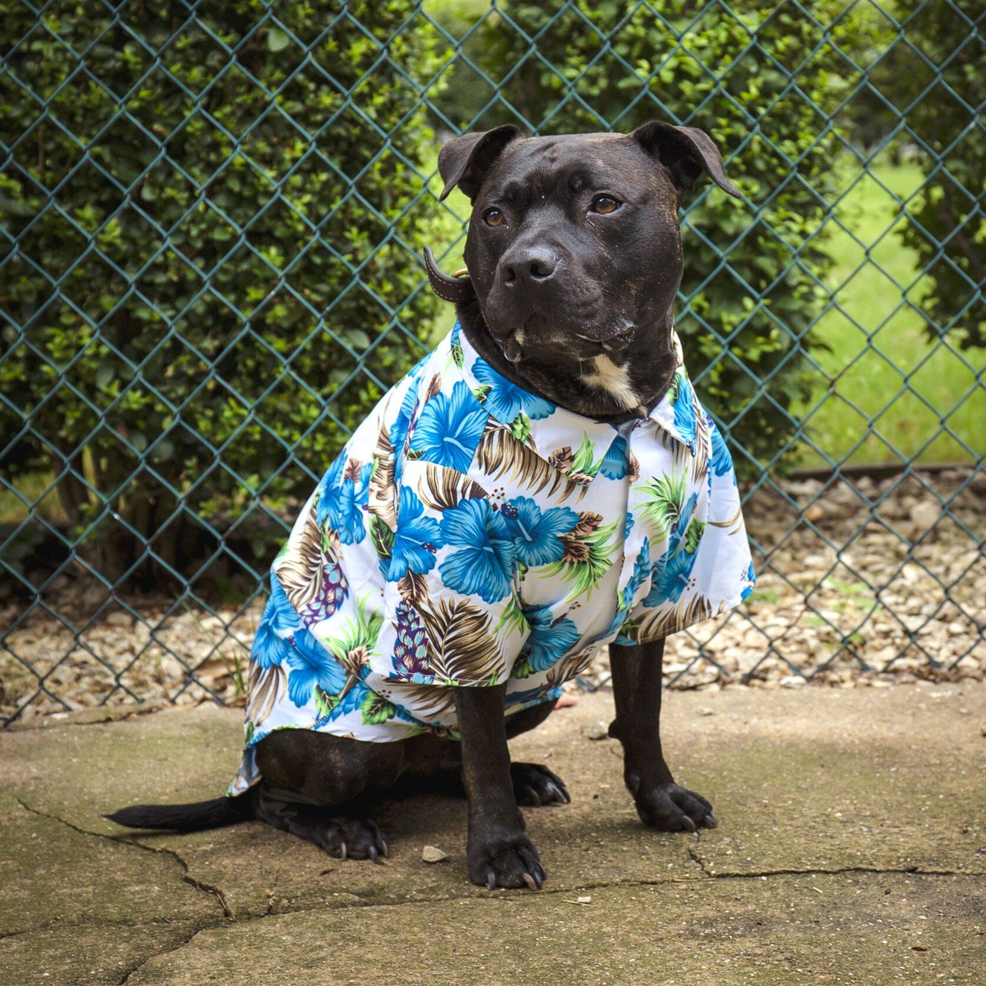Midlee Blue Hibiscus Hawaiian Dog Shirt - Small Size, Breathable & Stylish Pet Apparel for Summer Beach, Vacation & Outdoor Adventures