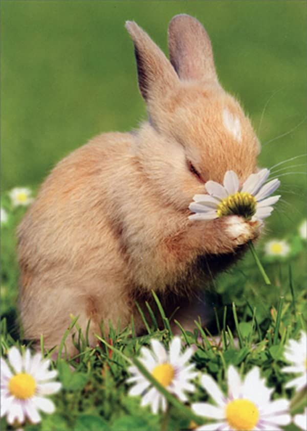 Avanti Press Bunny Rabbit Smelling Flower Cute Easter Greeting Card - Perfect for Easter Celebrations, Spring Gifts & Party Invitations