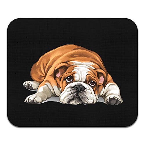 English Bulldog Dog Lying Down Looking Up