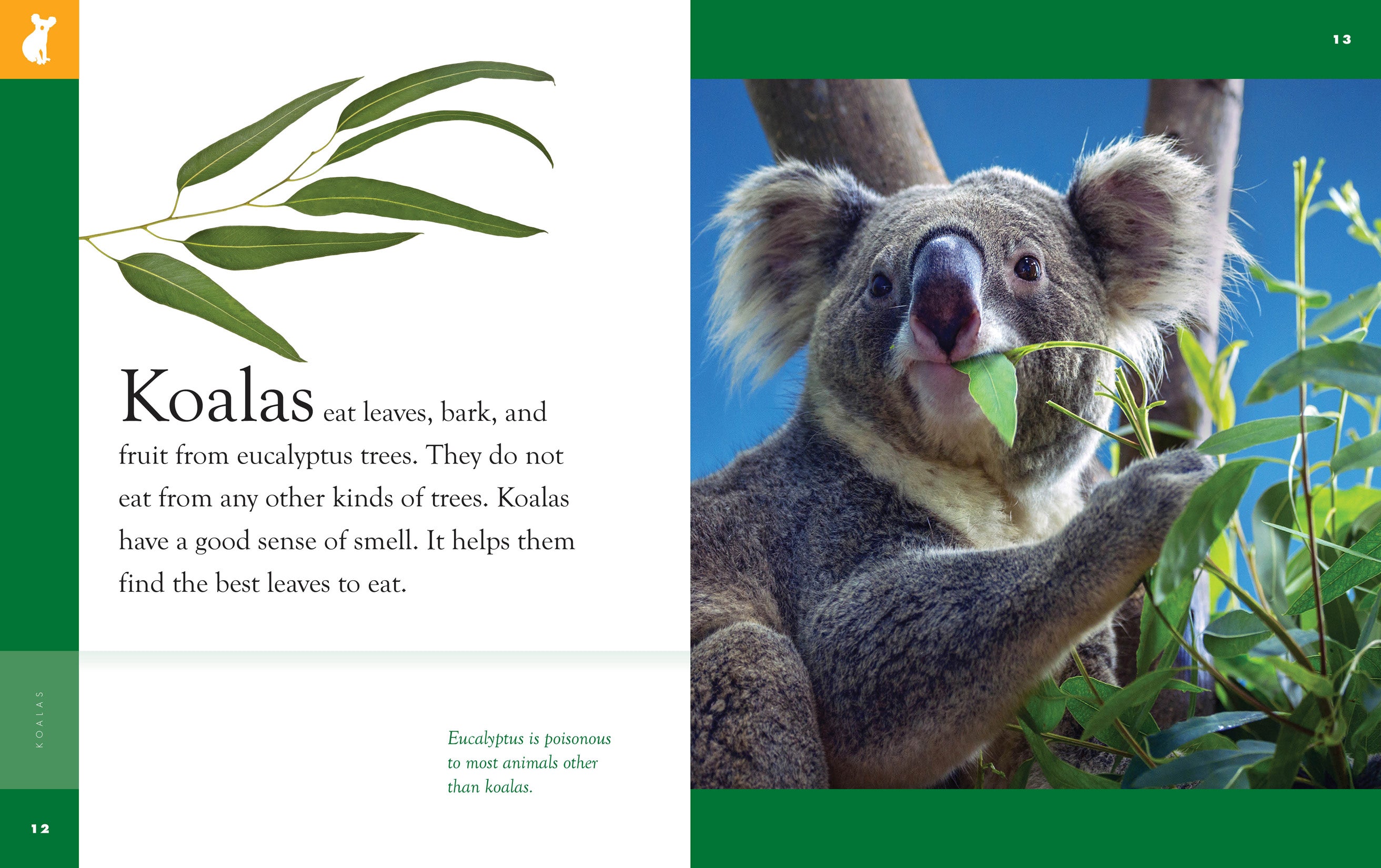 Koalas Book 9781640265142 - Learn About Koalas, Wildlife, and Conservation - Perfect for Kids, Nature Lovers, and Educational Use