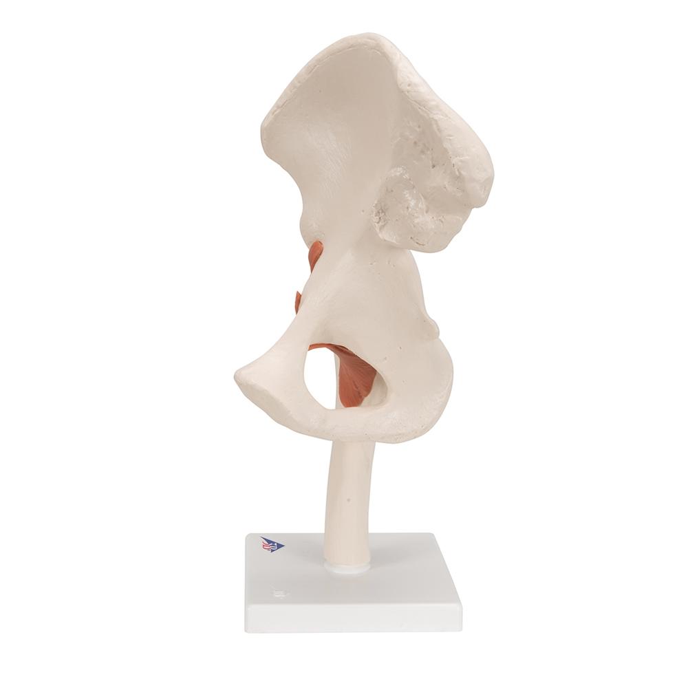 Functional Hip Joint Model - Anatomical Medical Demonstration Tool for Students & Professionals | Perfect for Classroom, Lab & Physical Therapy Training