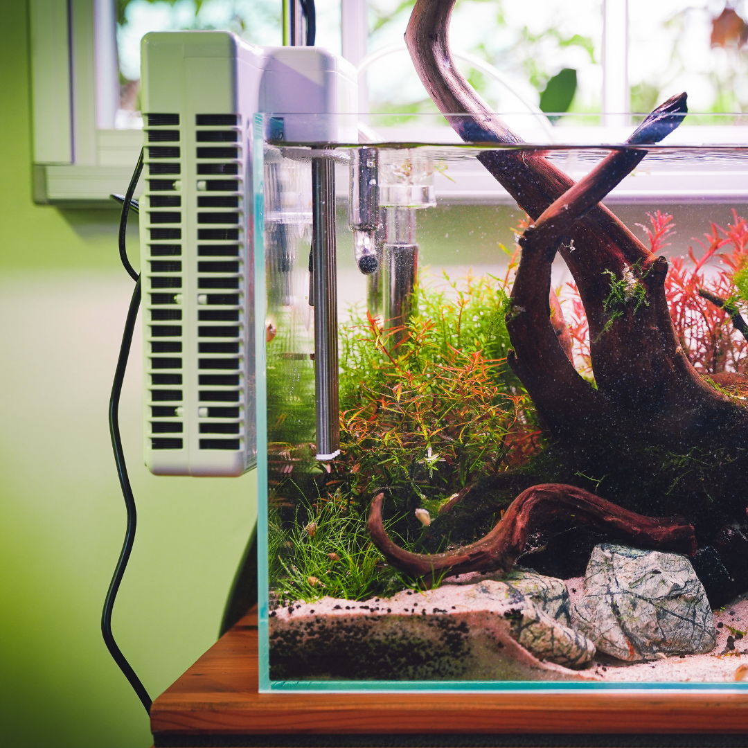 Portable DYT Mini Chiller for 30L Aquariums - No Installation Required | Compact Cooling Solution for Small Fish Tanks & Hydroponic Systems