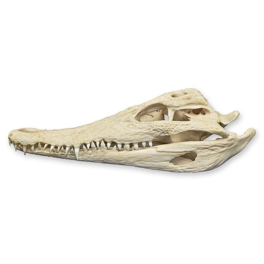 Authentic Nile Crocodile Skull Specimen - Rare Taxidermy Collectible for Home Decor, Educational Display & Unique Gift Idea