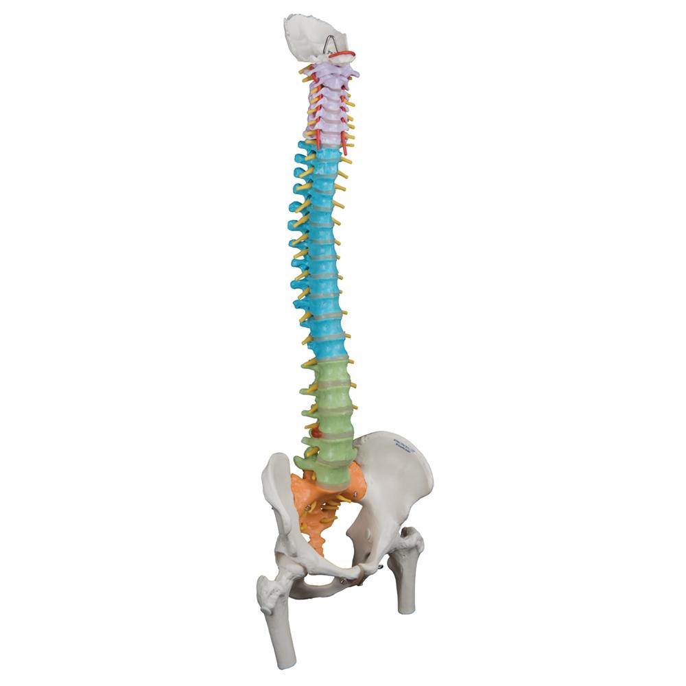 Didactic Flexible Spine Model with Femur Heads - Anatomical Teaching Tool for Medical Students & Chiropractors - Perfect for Classroom, Lab & Clinical Training
