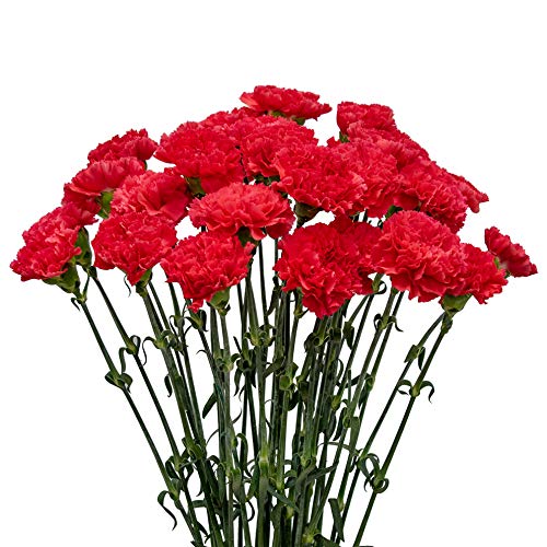 FlowerPrime 100 Hot Pink Carnations Fresh Cut Flowers for Bouquets, Weddings, Home Decor & Gifts - Premium Natural Blooms