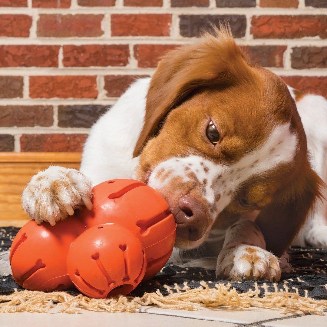 Sportsmen Busy Buddy® Barnacle Dog Chew Toy - Durable Interactive Chewing for Small & Large Dogs - Perfect for Teething, Boredom Relief & Dental Health - Great for Indoor & Outdoor Play