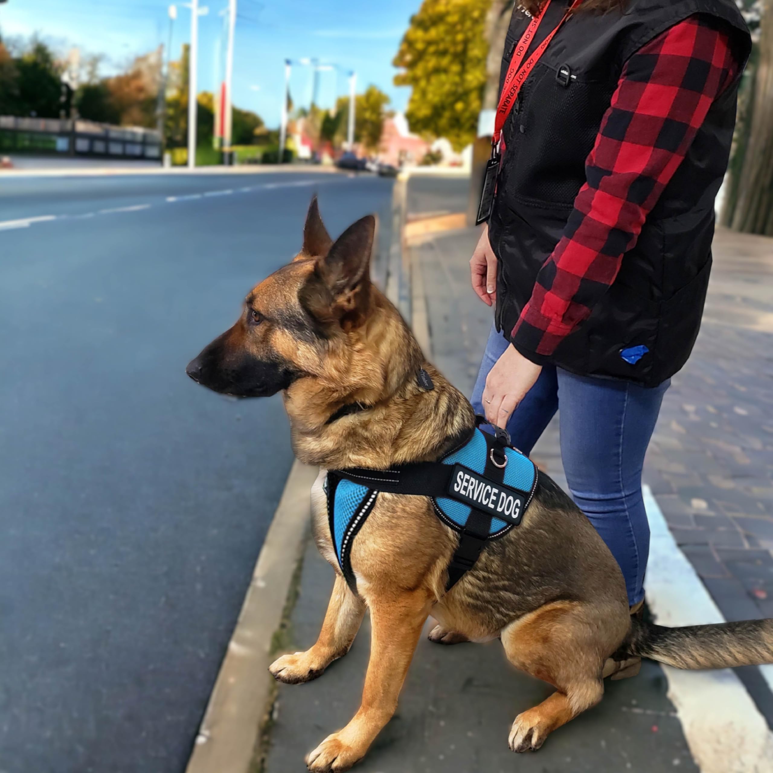 ActiveDogs Full Service Dog Kit - Large Aqua - Service Dog Vest Harness with Handle, ID Badge, ADA Compliance Cards, Medical Alert Keychain, Adjustable Leash & Custom Patches | Perfect for Therapy Dogs, Emotional Support Animals & Public Access Training