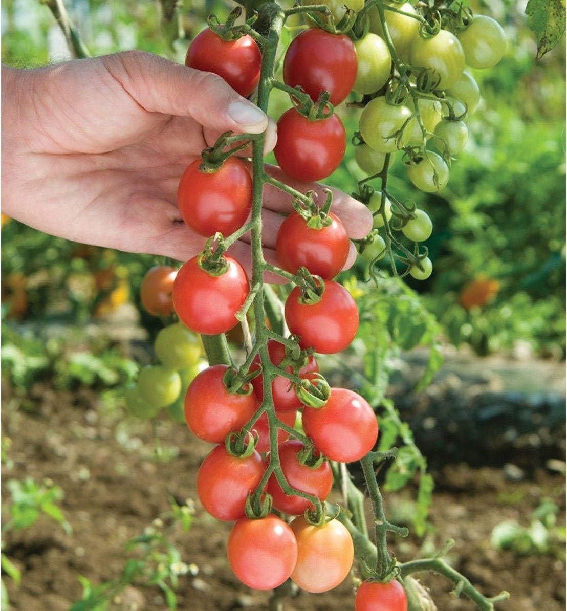 Organic Sun Peach Tomato Seeds - Non-GMO Heirloom Variety (25+ Seeds) for Home Garden, Greenhouse & Urban Farming - Fresh Salad & Canning Tomatoes