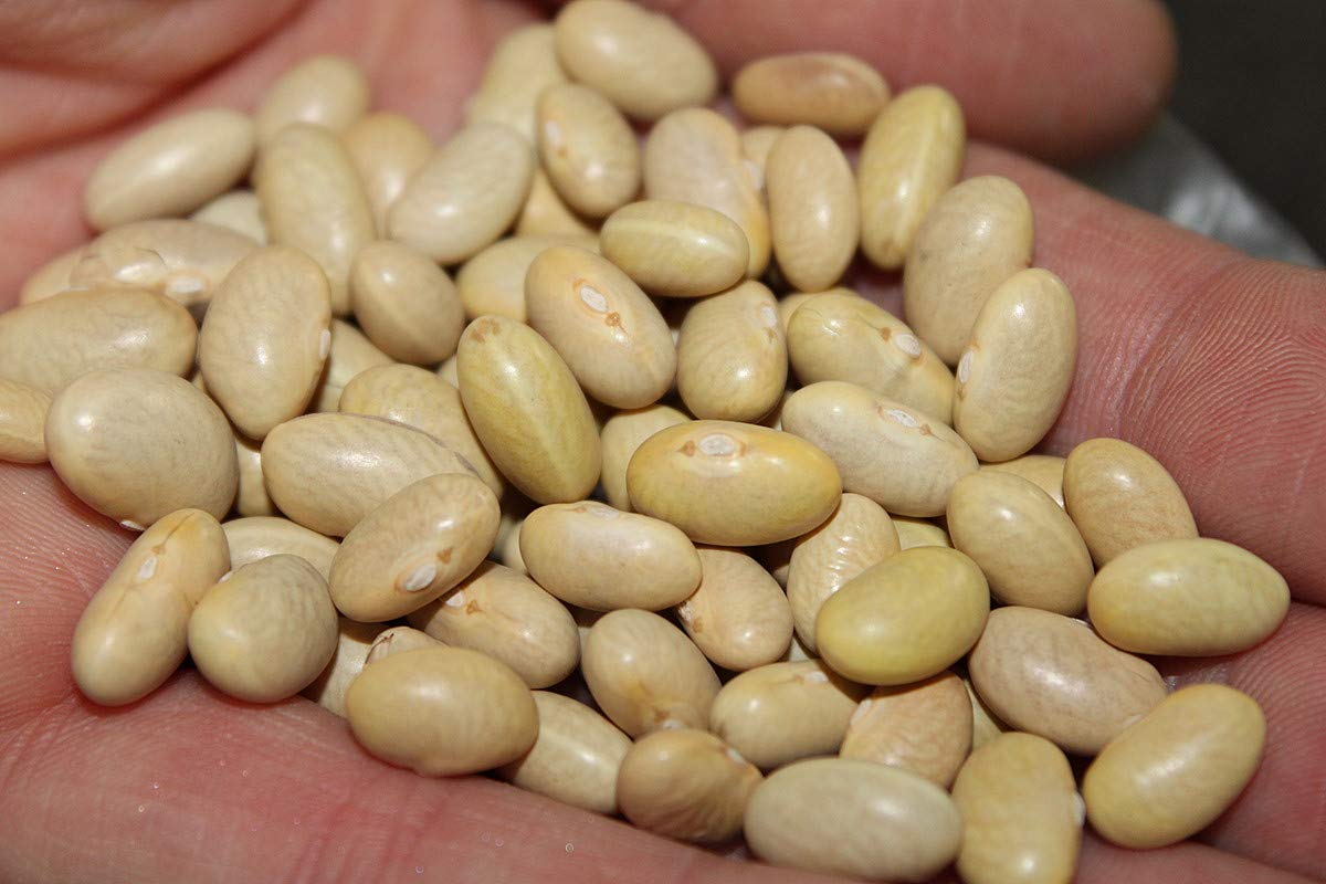 Organic Canary Beans (Peruvian Beans/Mayocoba Beans/Peruano Beans) - 100 Seeds for Planting | Non-GMO, Heirloom Seeds for Home Garden, Cooking & Mexican Cuisine
