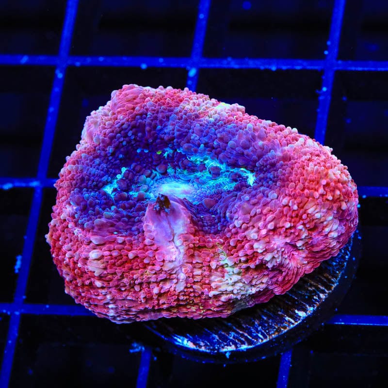 Cherry Pie Bowerbanki Coral - Vibrant Live Coral for Saltwater Aquariums | Perfect for Reef Tanks & Marine Displays