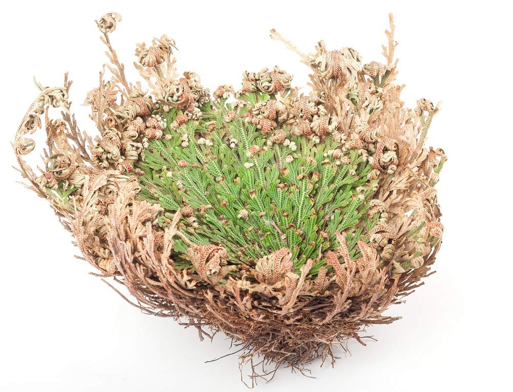 Rose of Jericho Resurrection Plant (2 Pack) - Incense Garden Dried Flowers for Home Decor, Spiritual Rituals & Aromatherapy | Perfect for Meditation, Gift Giving & Natural Air Freshener