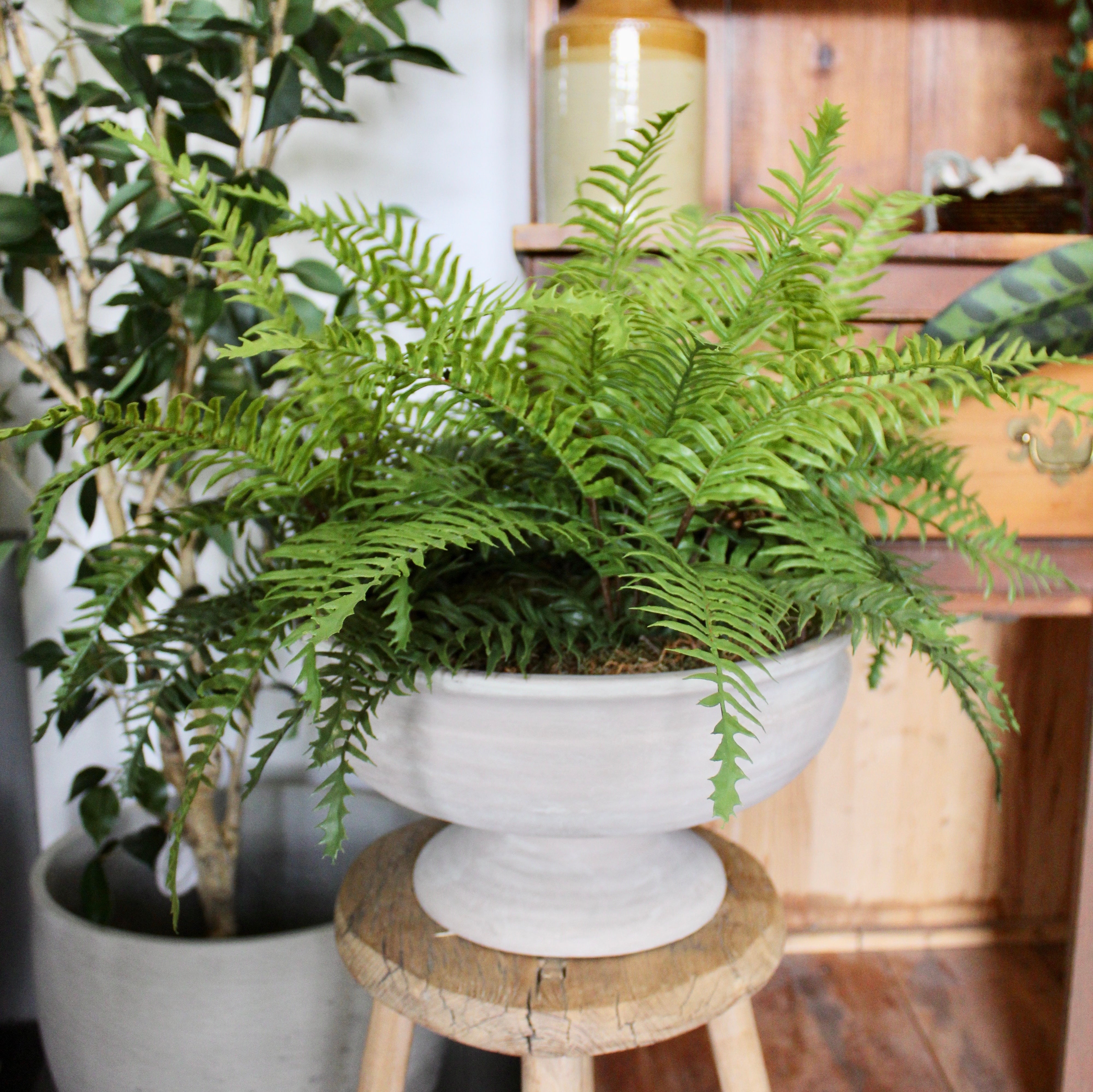 Boston Fern Compote Vase - Elegant Indoor Plant Pot for Home Decor, Office & Wedding Centerpieces - Perfect for Living Room, Patio, and Garden Display