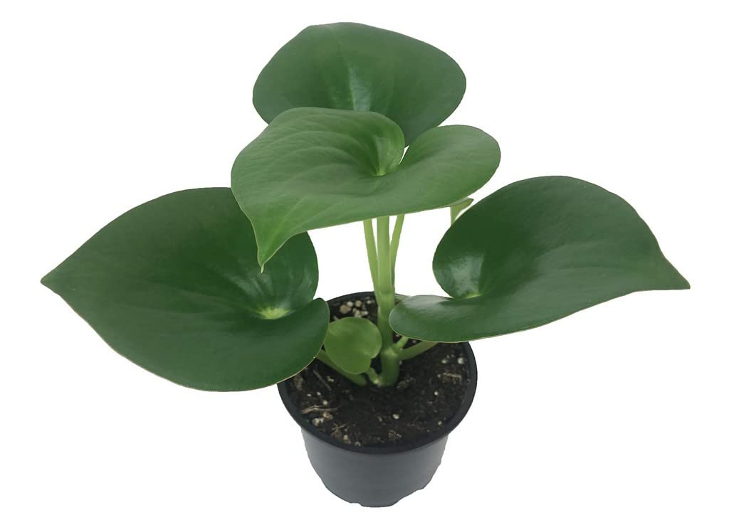 OhhSome Raindrop Chinese Money Plant (Peperomia Polybotrya) - Live Indoor Houseplant with Healthy Growth - Perfect for Home Decor, Office Desk, and Gift Giving