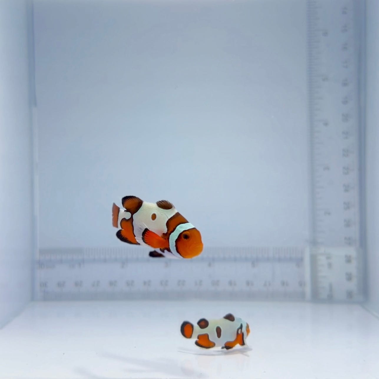 Premium Clownfish Pair for Saltwater Aquariums - Vibrant Orange & White Marine Fish for Reef Tanks & Home Aquascaping | Perfect for Beginners & Expert Fish Keepers
