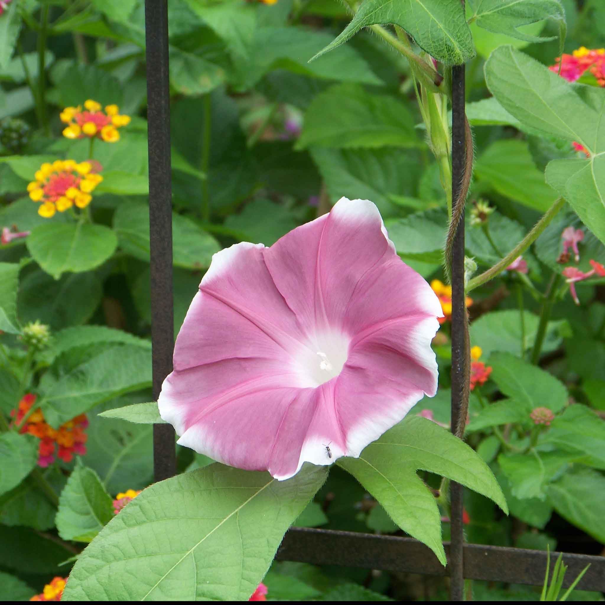 Eden Brothers Morning Glory Seeds - Chocolate, Non-GMO Flower Seeds for Planting, 1 oz | Low-Maintenance, Fast-Growing, Perfect for Spring Planting in USDA Zones 1-10 | Ideal for Garden Borders, Trellises, and Container Gardening