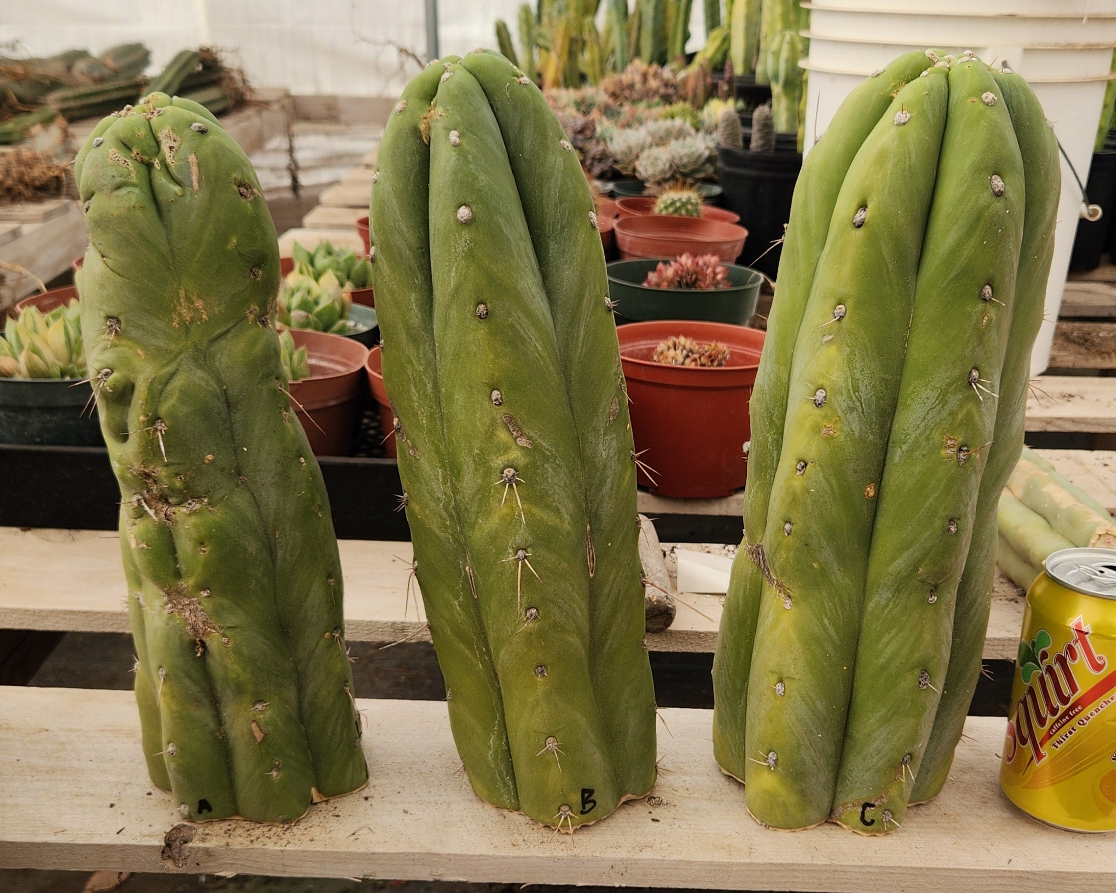 EC247 EXACT Trichocereus Huanucoensis Jimz Huanu/P7 Cactus Cutting - 13 Inch Rare Succulent Plant for Home Decor, Office Desk, and Cactus Garden Collection