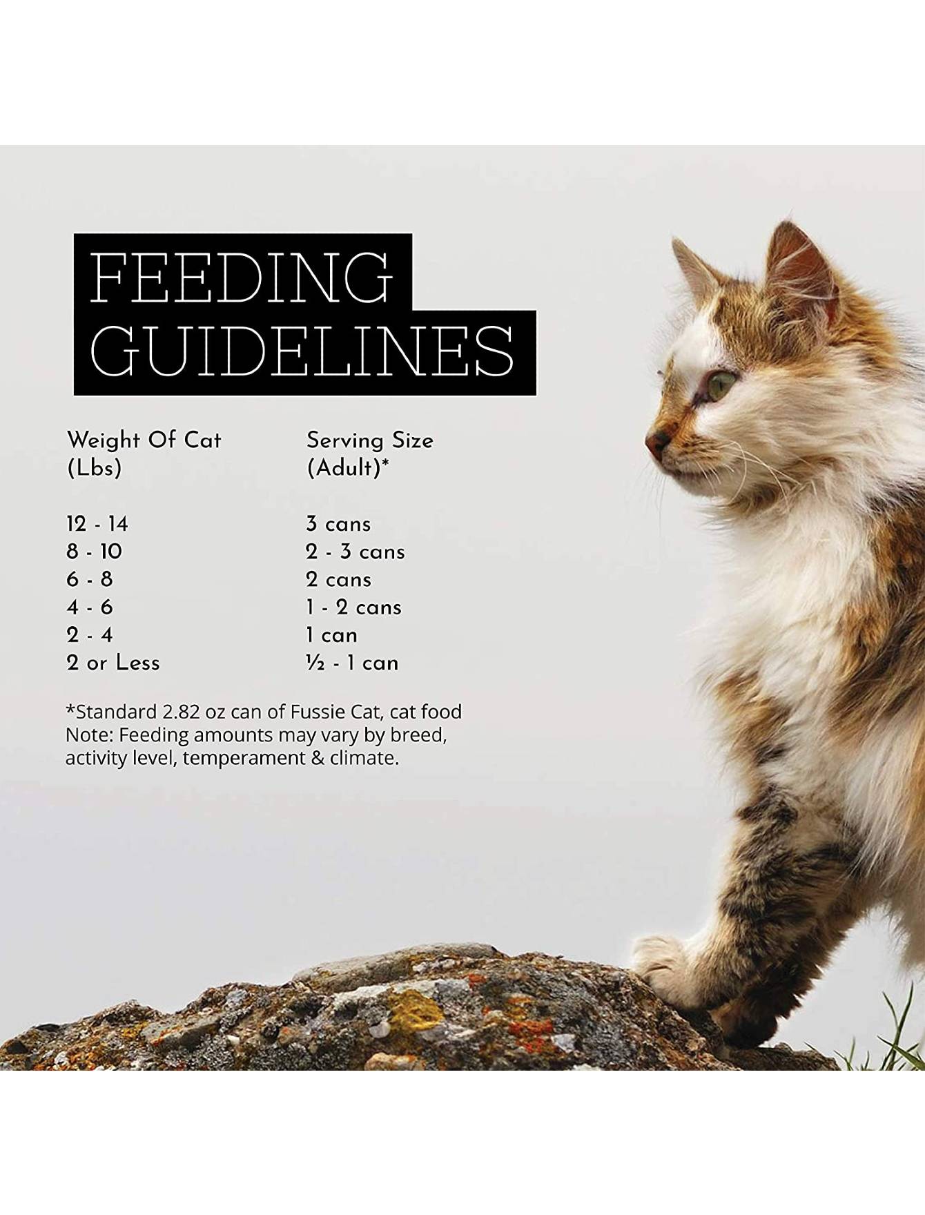 Premium Fussie Cat Gold Label Chicken & Beef in Pumpkin Soup Wet Cat Food - 80g Can, Grain-Free & Natural Ingredients for Healthy Digestion - Perfect for Picky Eaters & Senior Cats
