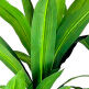 Dracaena Tree in Decorative Basket - Indoor House Plant for Home, Office & Living Room Decor - Perfect for Adding Greenery to Any Space