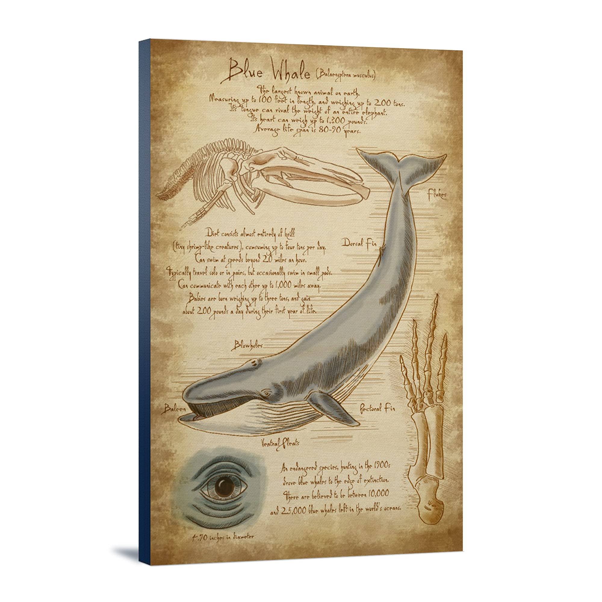 Lantern Press Blue Whale & Da Vinci Art Print - 16x24 Wrapped Canvas Wall Decor for Living Room, Bedroom & Office - Modern Home Artwork for Nature & Science Lovers