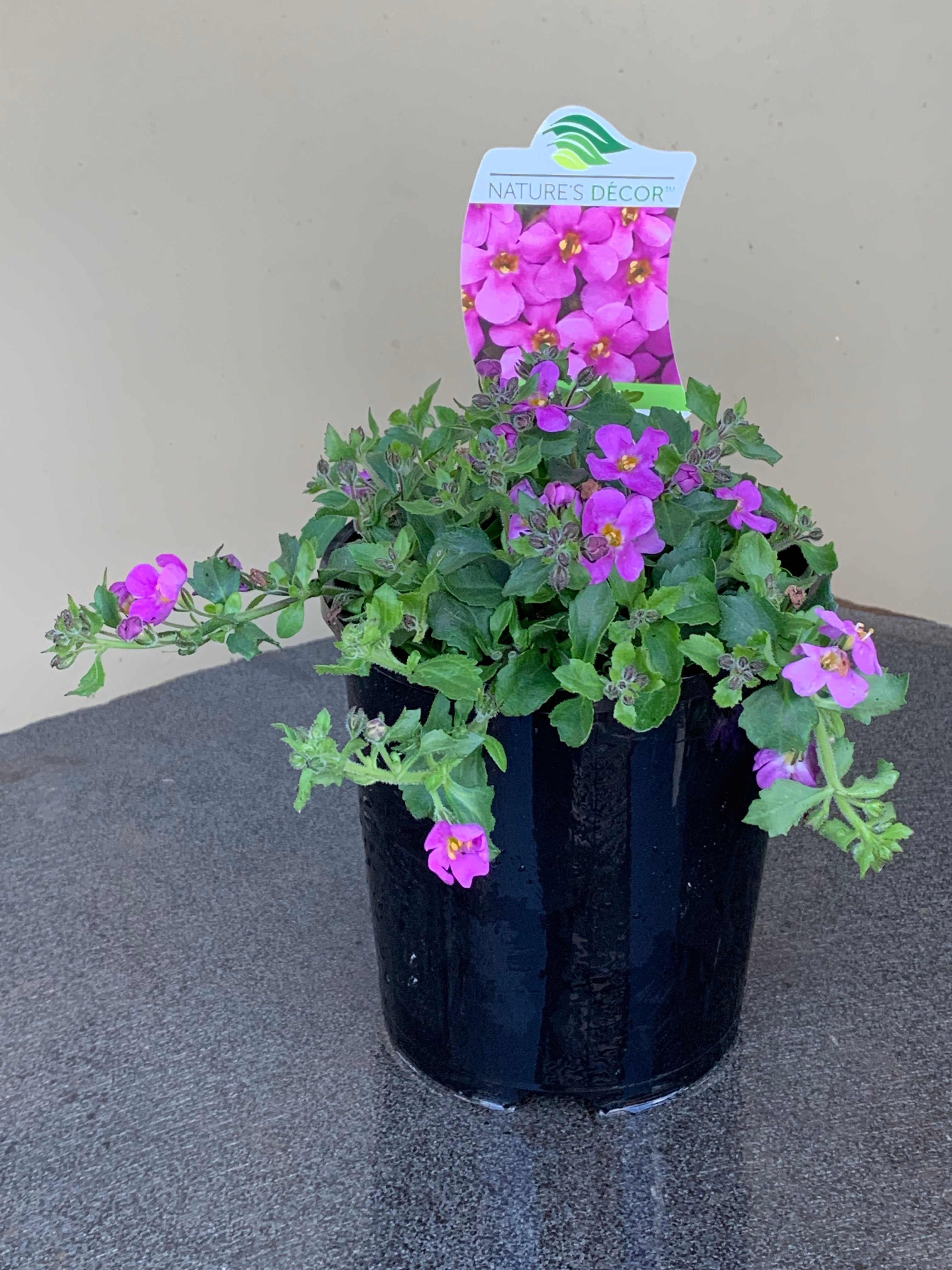 Bacopa 'Megacopa Pink' - Premium Aquatic Plant for Freshwater Aquariums | Perfect for Fish Tanks, Ponds & Water Gardens | Enhances Aquatic Ecosystems
