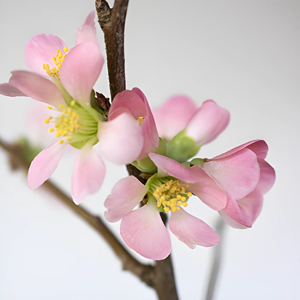 Blooming Coral Quince Branches - Artificial Flower Stems for Home Decor, Wedding Centerpieces, and Spring Floral Arrangements