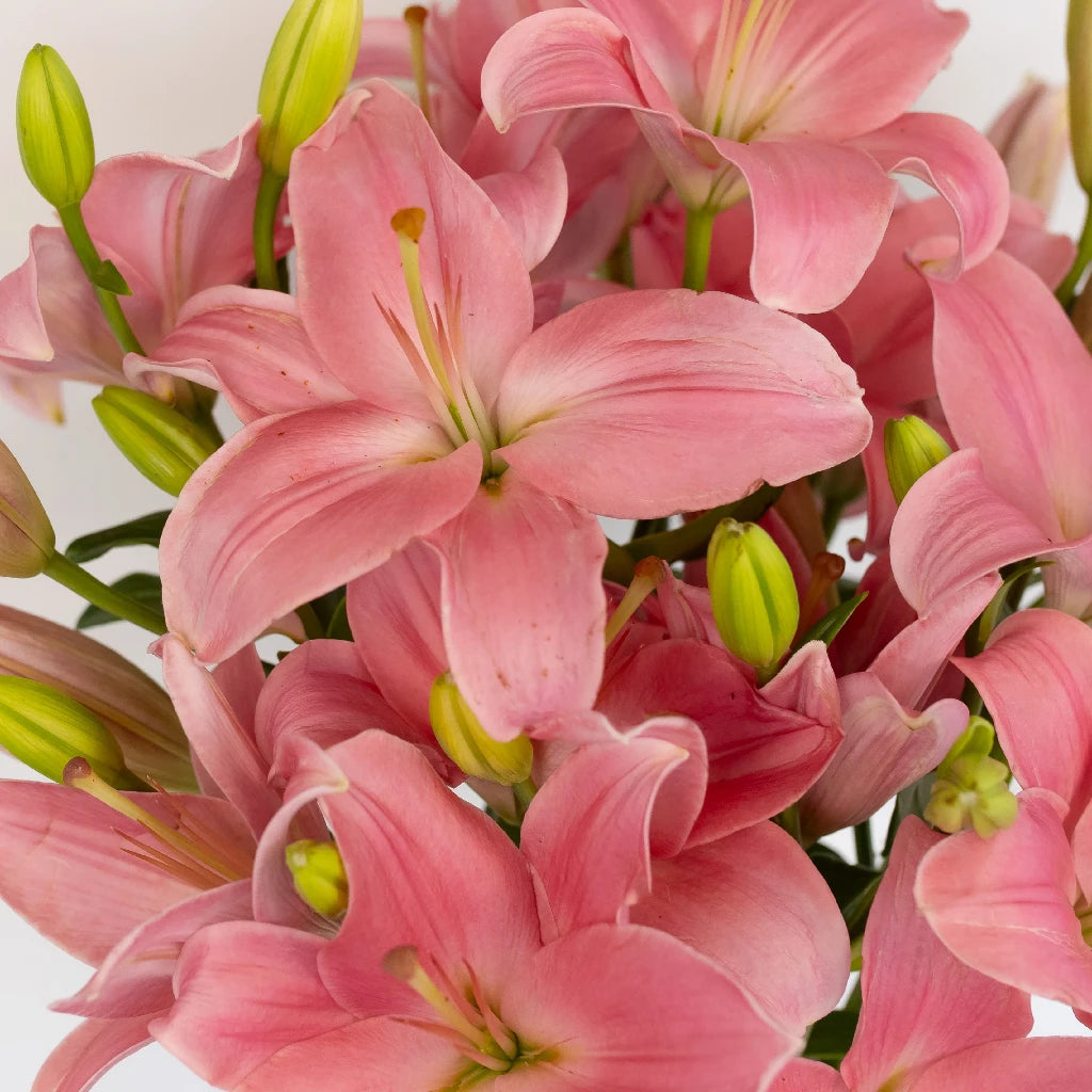 Antique Pink Hybrid Lily Bulbs - Fragrant Perennial Flowers for Garden, Bouquets & Wedding Decorations