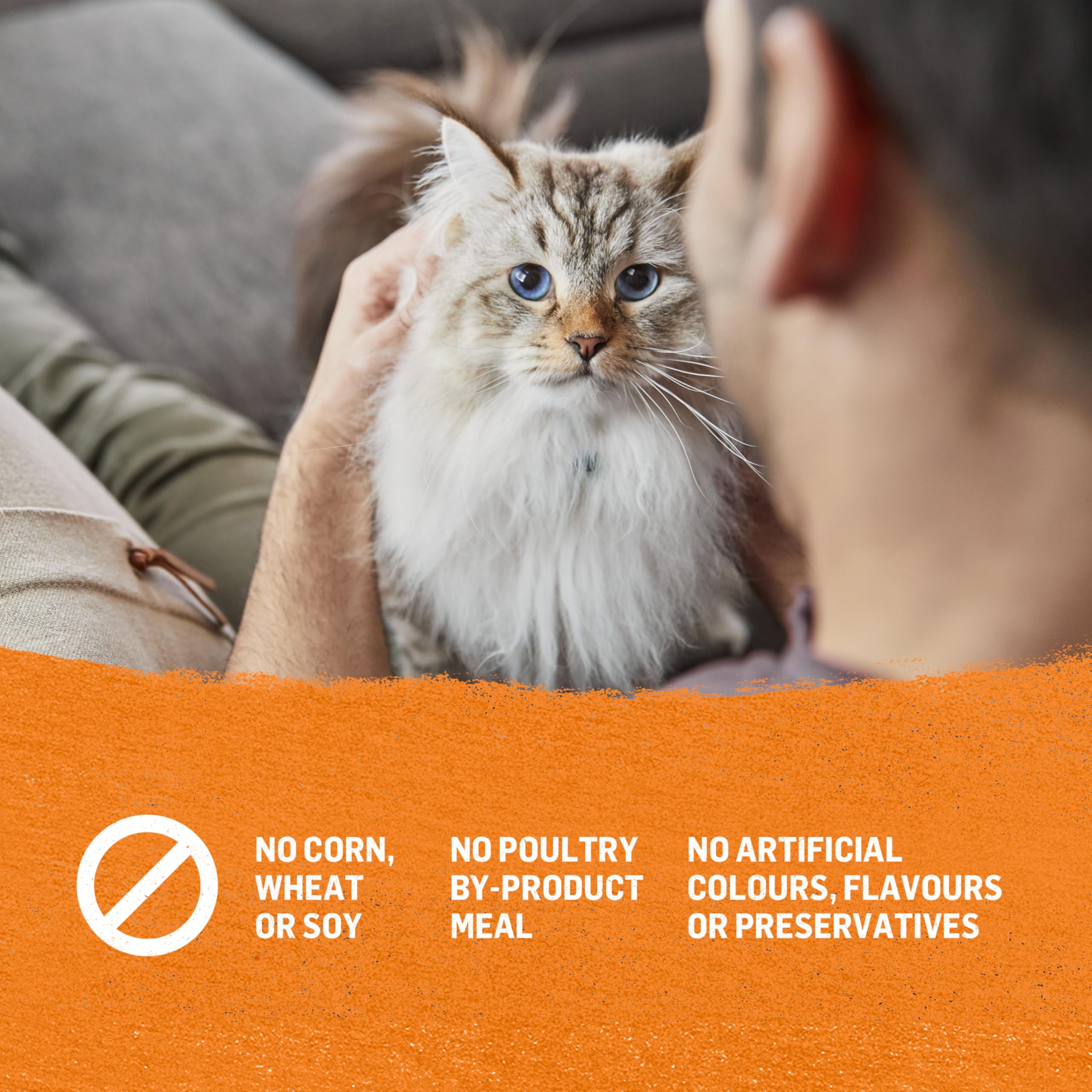 Beyond Grain Free Natural Wet Cat Food Pate Variety Pack - 3 Flavors (Chicken, Turkey, Salmon) 85g Cans (12 Pack) for Adult Cats - High Protein, Healthy Meal for Indoor & Outdoor Cats - Perfect for Picky Eaters & Sensitive Stomachs