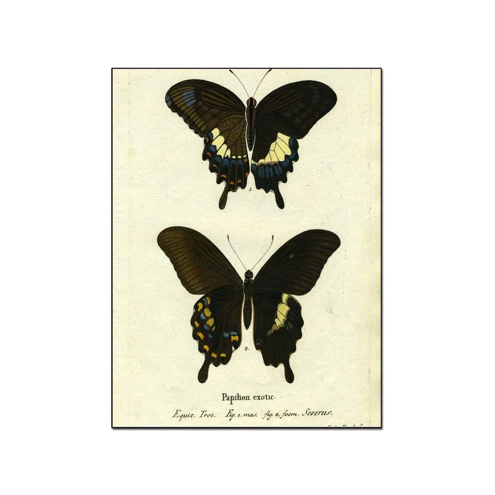 Vintage Butterfly Poster - Nature Insect Wall Art Canvas Painting for Home Decor, 24x32 Inch (60x80cm) - Perfect for Living Room, Bedroom & Office Aesthetics