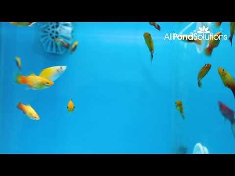 Platy Sunset Xiphophorus Maculatus - Colorful Live Aquarium Fish for Freshwater Tanks | Perfect for Community Aquariums & Beginner Fish Keepers