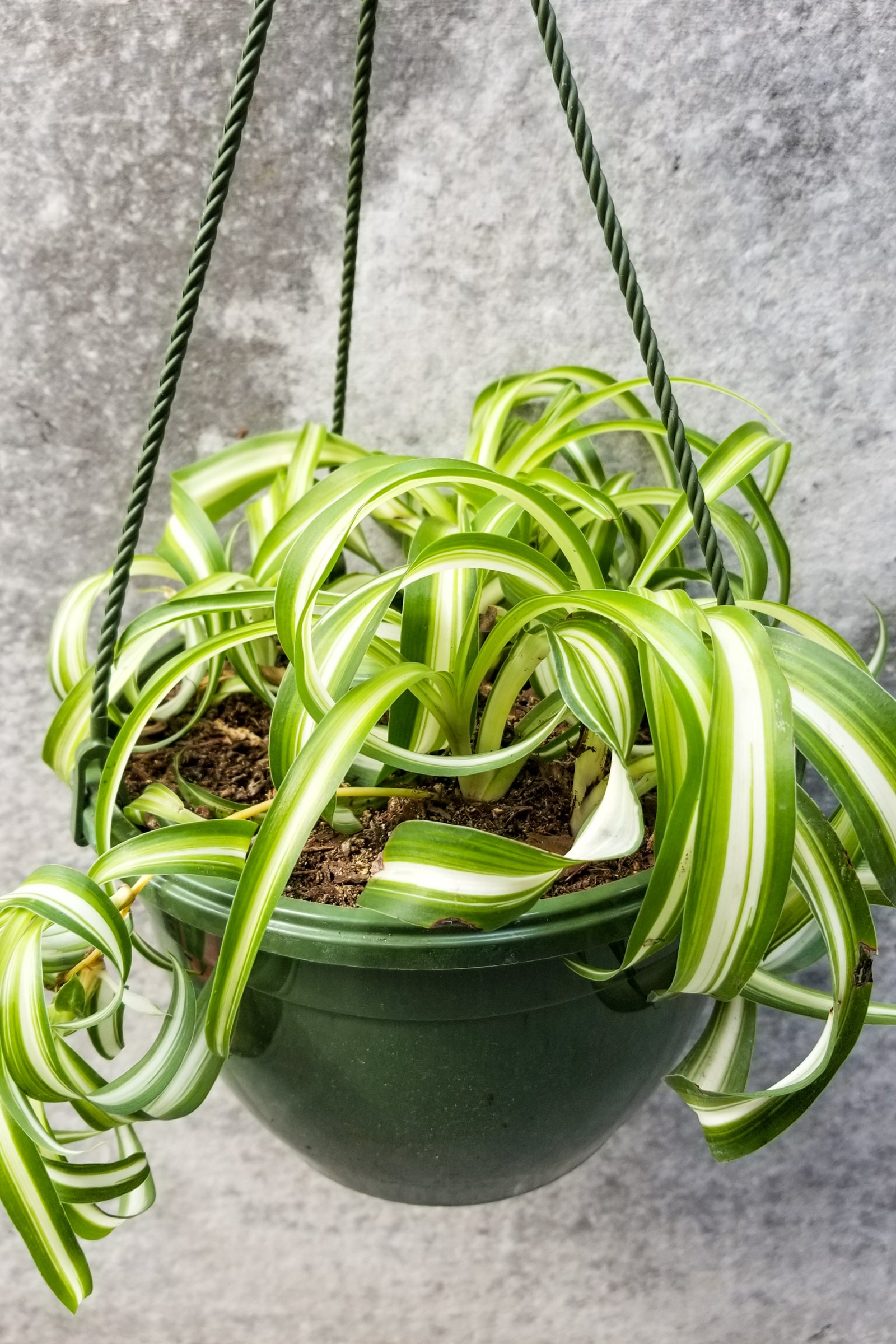 Chlorophytum Comosum 'Bonnie' - 8
