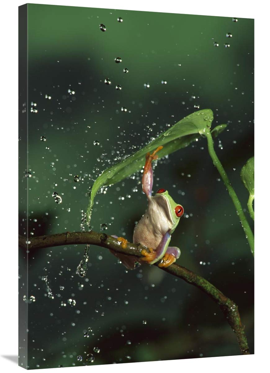 24 x 36 Inch Red-Eyed Tree Frog in Rainforest Art Print - Central & South America Wildlife Wall Decor by Michael Durham | Perfect for Home, Office & Classroom Nature-Themed Decor