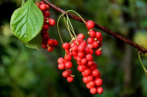 Premium Schisandra Chinensis Berry - 100% Natural Dried Loose Fruit, 64oz (4lbs) - Organic Chinese Magnolia Vine for Energy Boost, Stress Relief & Liver Support - Perfect for Tea, Smoothies & Herbal Remedies