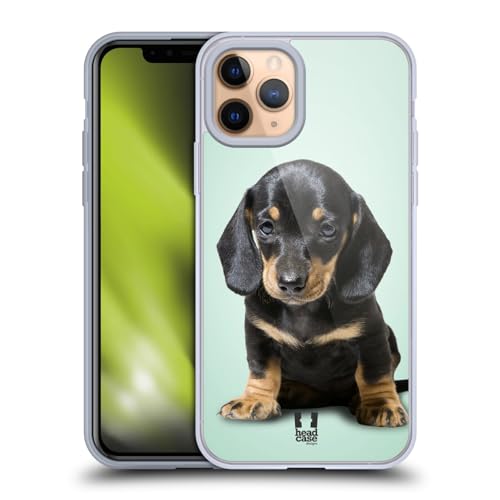 Sitting Dachshund Puppy