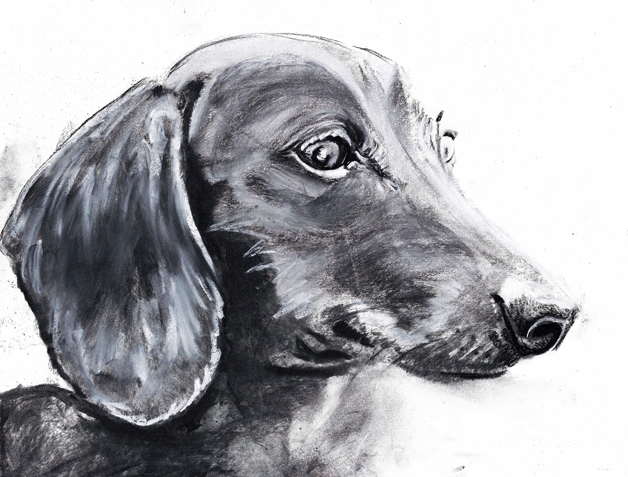 Black Dachshund Dog Wall Art Print - Handmade Charcoal Doxie Drawing - Unique Gift for Dachshund Lovers - Teckel Dog Artwork for Living Room, Bedroom & Office Decor