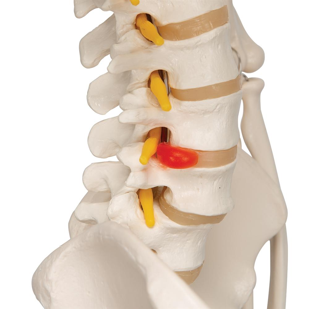 Fred Flexible Skeleton Model with Pelvic Stand - Anatomical Science Display for Medical Education, Halloween Decor & Office Decoration