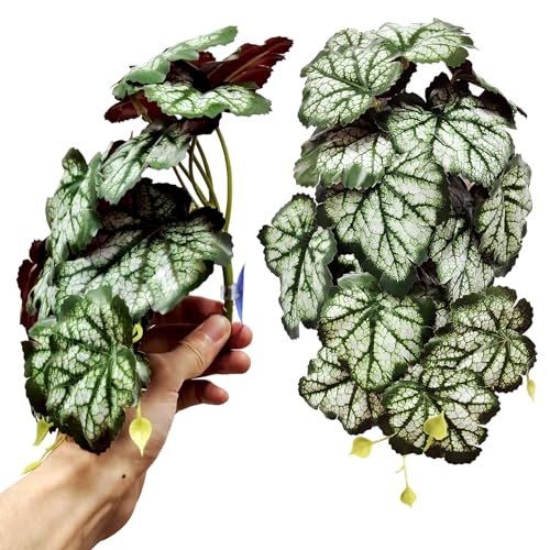 Heuchera