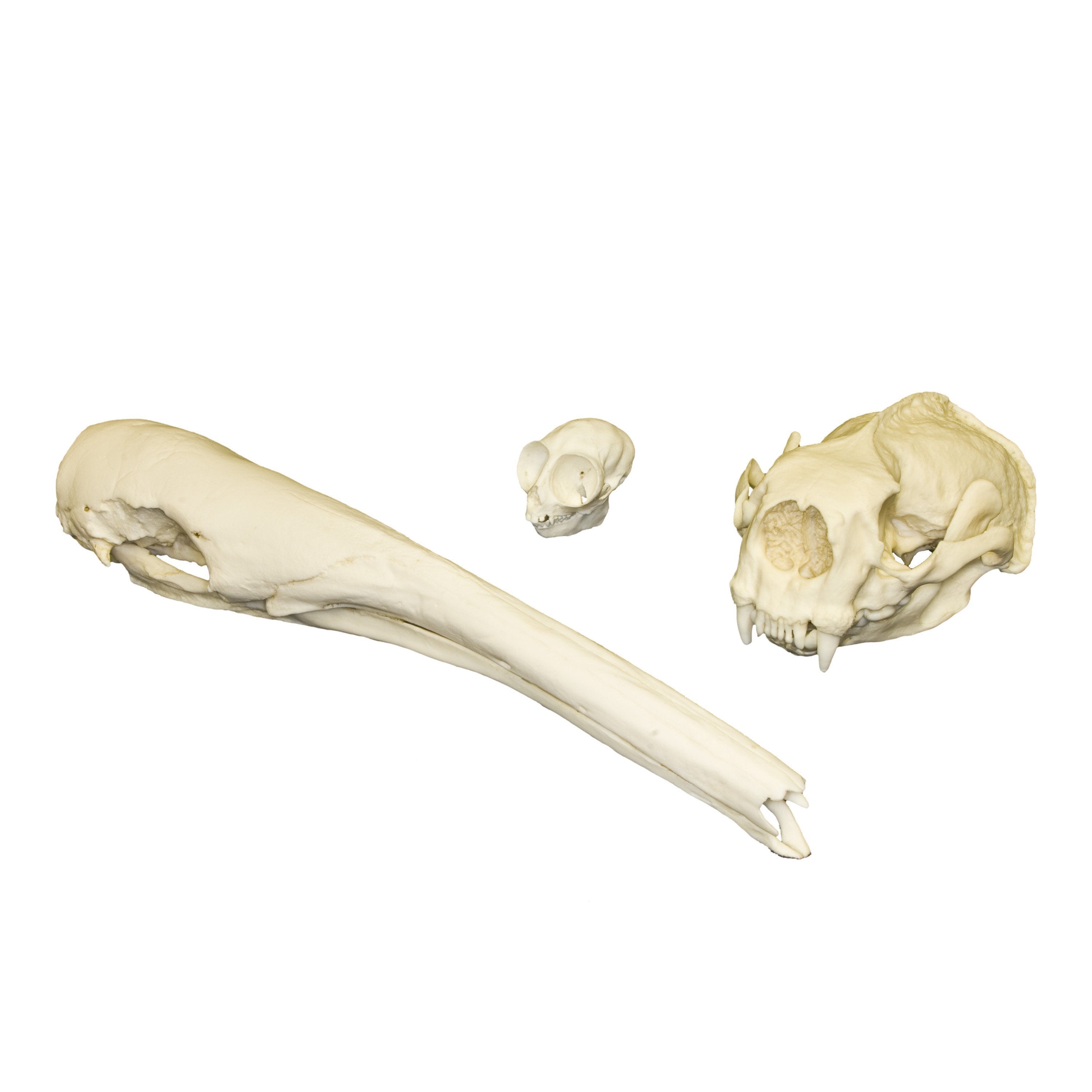 Comparative Skull Anatomy Kit - Mammal Adaptations for Science Education | Perfect for Biology Classrooms, Veterinary Studies & Paleontology Research