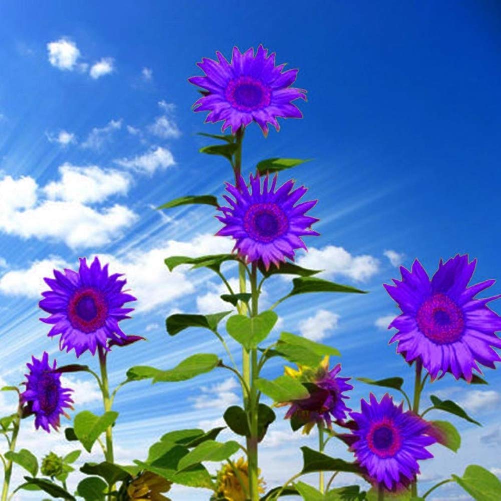 Non-GMO Purple Sunflower Seeds for Planting - Beautiful Ornamental Flowers for Home Garden, Yard, Farm & Office Decor | Perfect for Landscaping, Wedding Bouquets & DIY Crafts