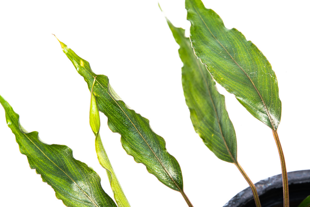 Schismatoglottis Roseospatha - Exotic Tropical Houseplant for Home & Office Decor | Perfect for Indoor Gardens, Living Rooms & Green Spaces