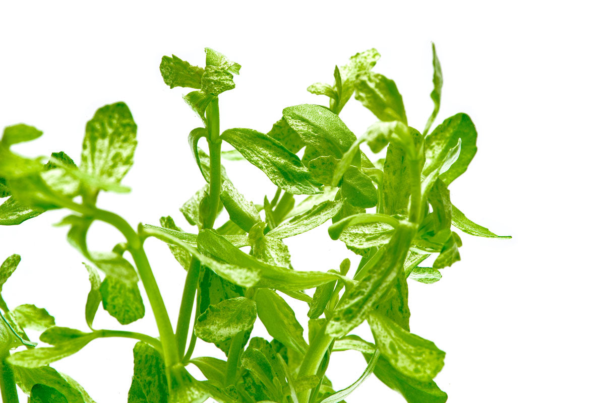 Bacopa Monnieri Variegatus - Premium Variegated Water Hyssop Aquatic Plant for Aquariums & Ponds | Perfect for Water Gardens, Fish Tanks & Aquatic Landscaping