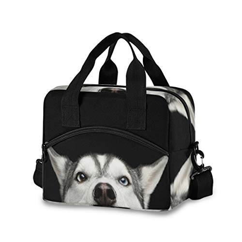 Siberian Husky Dog