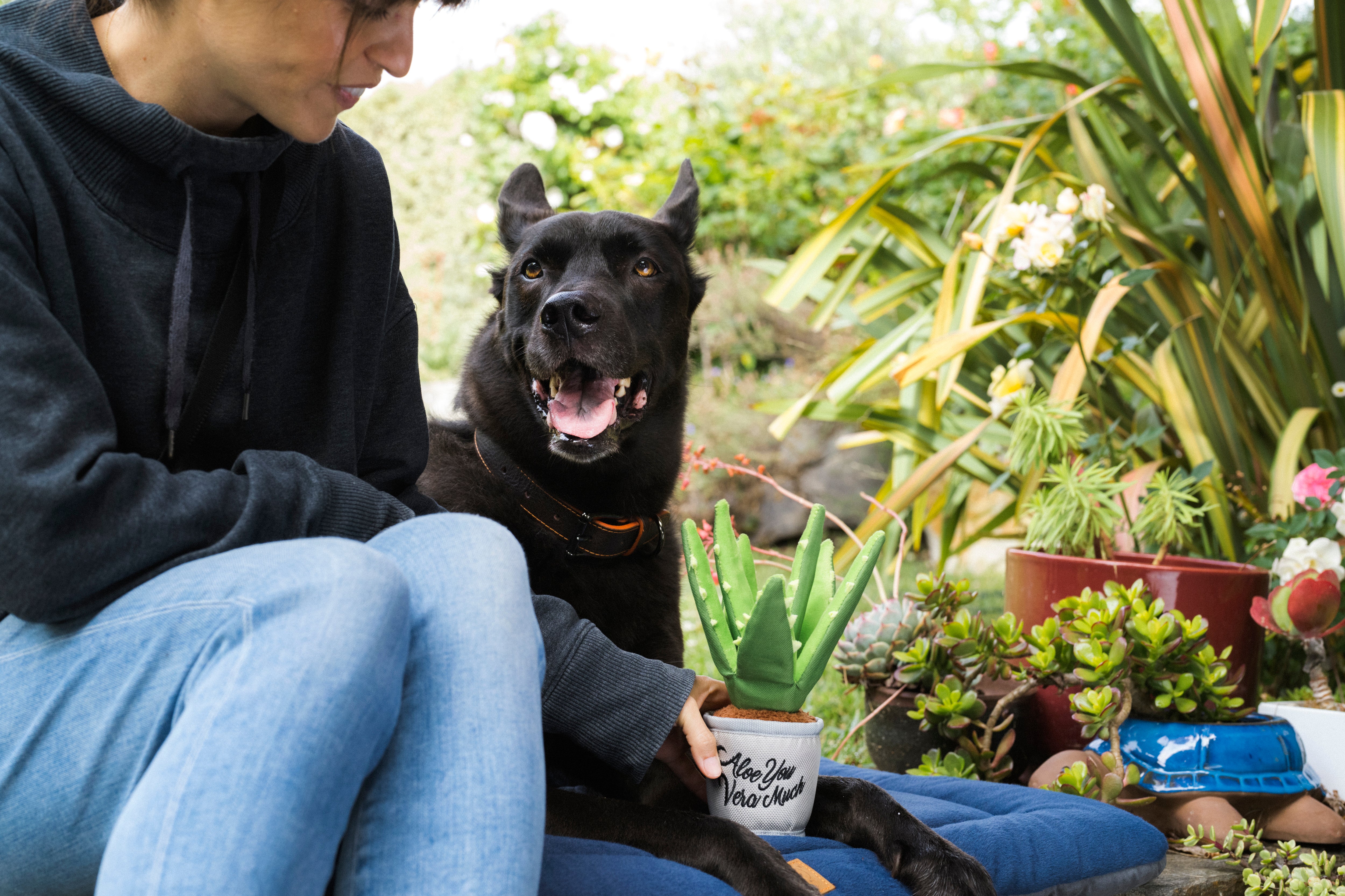 La Planta Aloe ve You Dog Plush Toy - Blooming Buddies™ Chew-Resistant Squeaky Stuffed Animal for Puppies & Dogs | Pet P.L.A.Y. | Perfect for Indoor Play, Training Rewards & Anxiety Relief